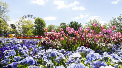 Colourful flowers and a ferris wheel at the Floriade flower festival in Canberra