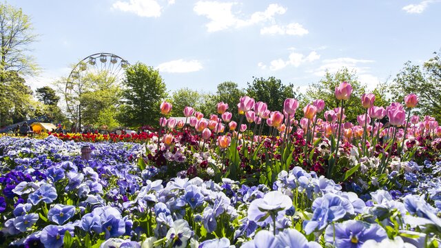 Colourful flowers and a ferris wheel at the Floriade flower festival in Canberra