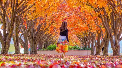 Autumn leaves in Canberra
