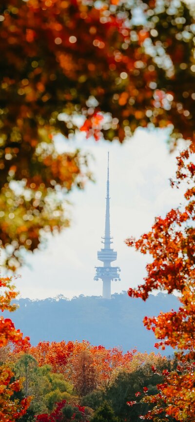 A tall monument on a mountain framed by brightly-coloured autumn leaves