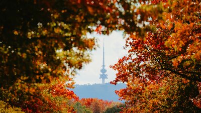 A tall monument on a mountain framed by brightly-coloured autumn leaves
